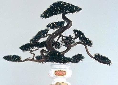 가사보코 소나무
