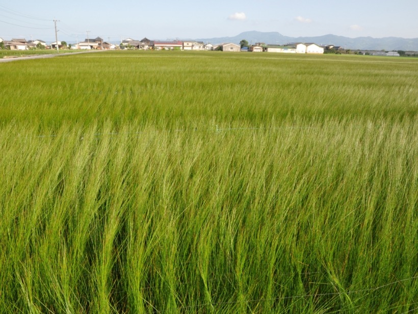 画像1：い草田（北新地）