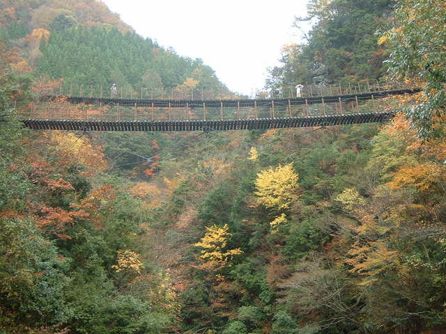 樅木の吊橋