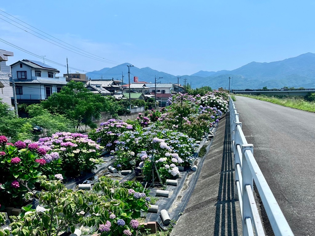 紫陽花ロード