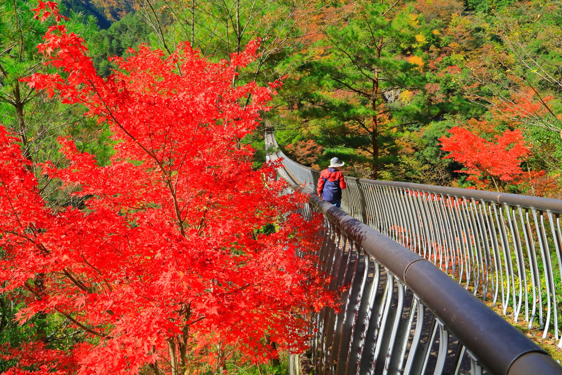 梅の木轟公園吊橋 | 観光・体験スポット | 【公式】八代市観光ポータル