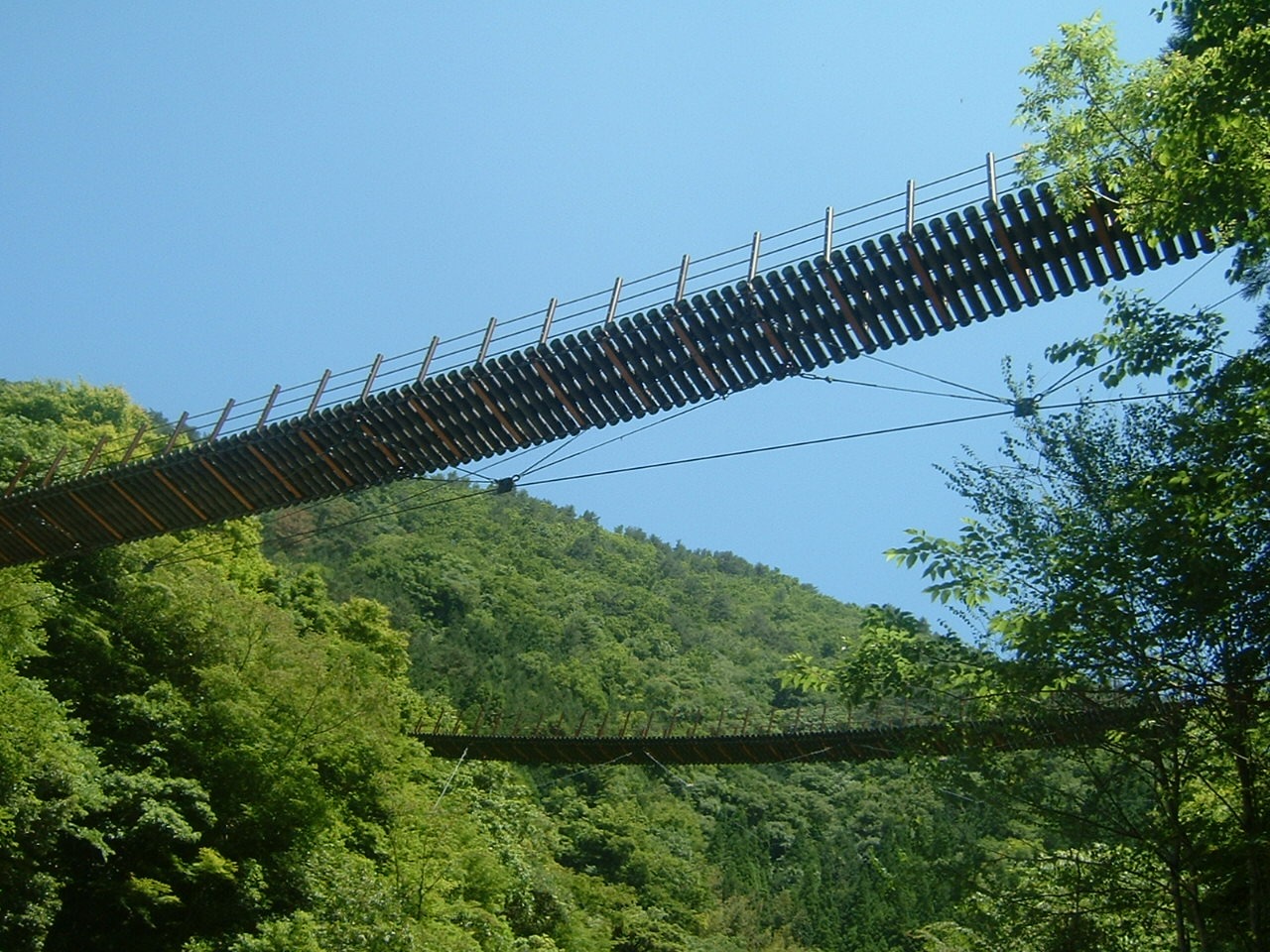 樅木の吊橋