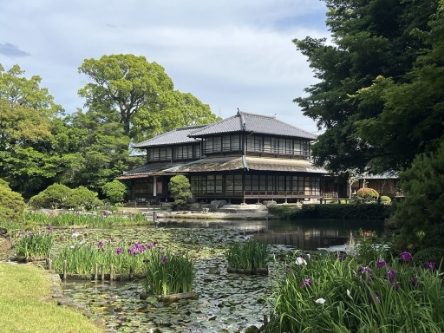 松浜軒花菖蒲